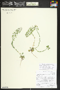 Noccaea fendleri image
