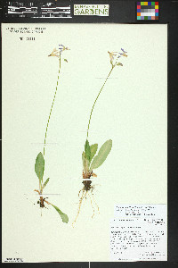 Primula pauciflora image