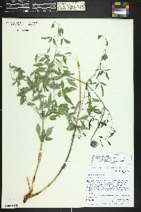 Clematis scottii image