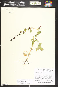 Blitum capitatum image