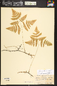 Gymnocarpium robertianum image