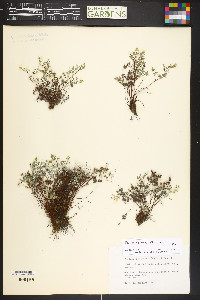 Pellaea dealbata image