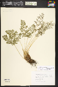 Cryptogramma acrostichoides image