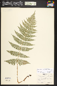 Dryopteris campyloptera image