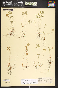 Marsilea vestita image