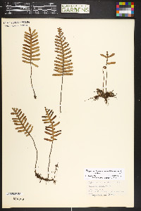 Pleopeltis polypodioides image