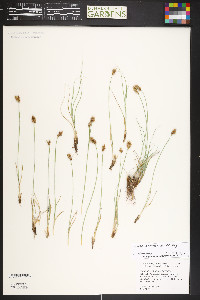 Carex duriuscula image