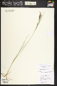 Carex kelloggii image