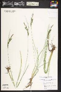 Carex kelloggii image