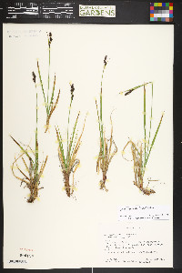 Carex stevenii image