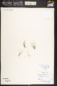 Eleocharis parvula image