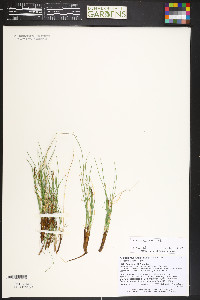 Carex myosuroides image