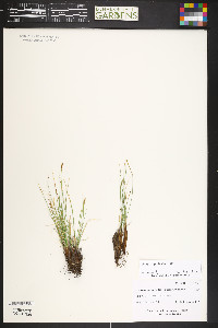 Carex myosuroides image