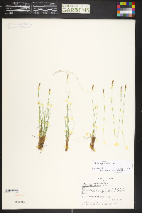 Carex myosuroides image
