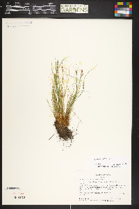 Carex myosuroides image