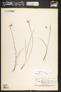 Sisyrinchium idahoense var. occidentale image