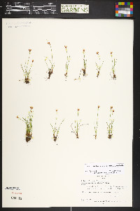 Juncus albescens image