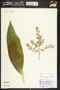 Veratrum californicum image