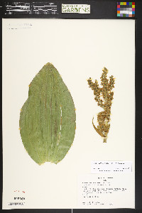 Veratrum californicum image