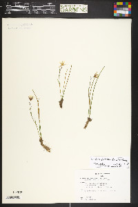 Gagea serotina image