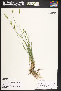 Agropyron cristatum subsp. desertorum image