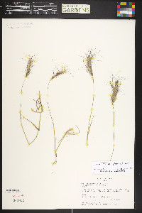 Elymus scribneri image