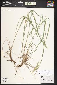 Bromus lanatipes image