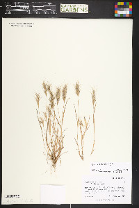 Bromus rubens image