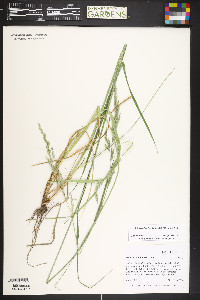 Lolium arundinaceum image