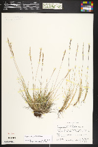 Festuca calligera image