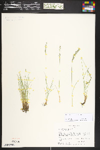 Festuca calligera image