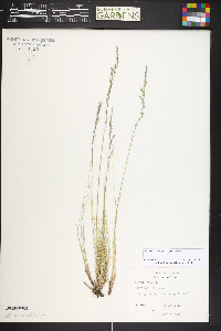 Festuca calligera image