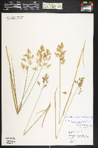 Anthoxanthum nitens image