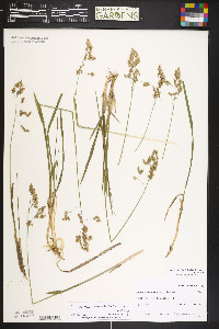 Anthoxanthum nitens image