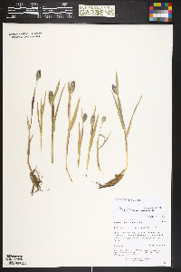 Phleum alpinum image