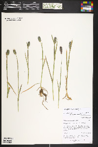 Phleum alpinum image