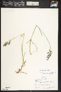 Poa arctica image