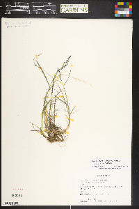 Poa glauca subsp. rupicola image