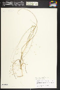 Muhlenbergia multiflora image