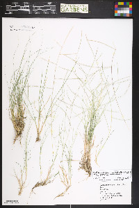 Schedonnardus paniculatus image