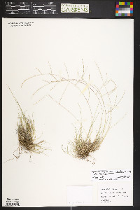 Schedonnardus paniculatus image