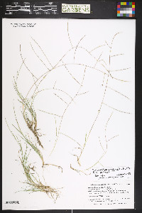 Schedonnardus paniculatus image