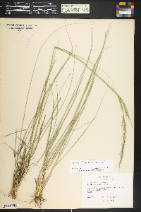 Nassella viridula image