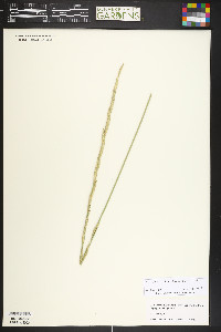Thinopyrum obtusiflorum image