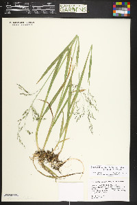 Torreyochloa pallida var. pauciflora image