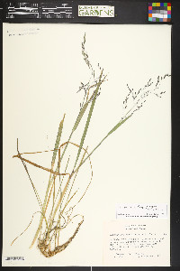 Torreyochloa pallida image