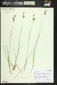 Juncus longistylis image