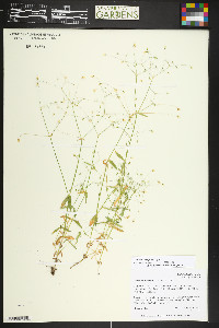 Stellaria irrigua image