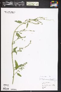 Atriplex heterosperma image