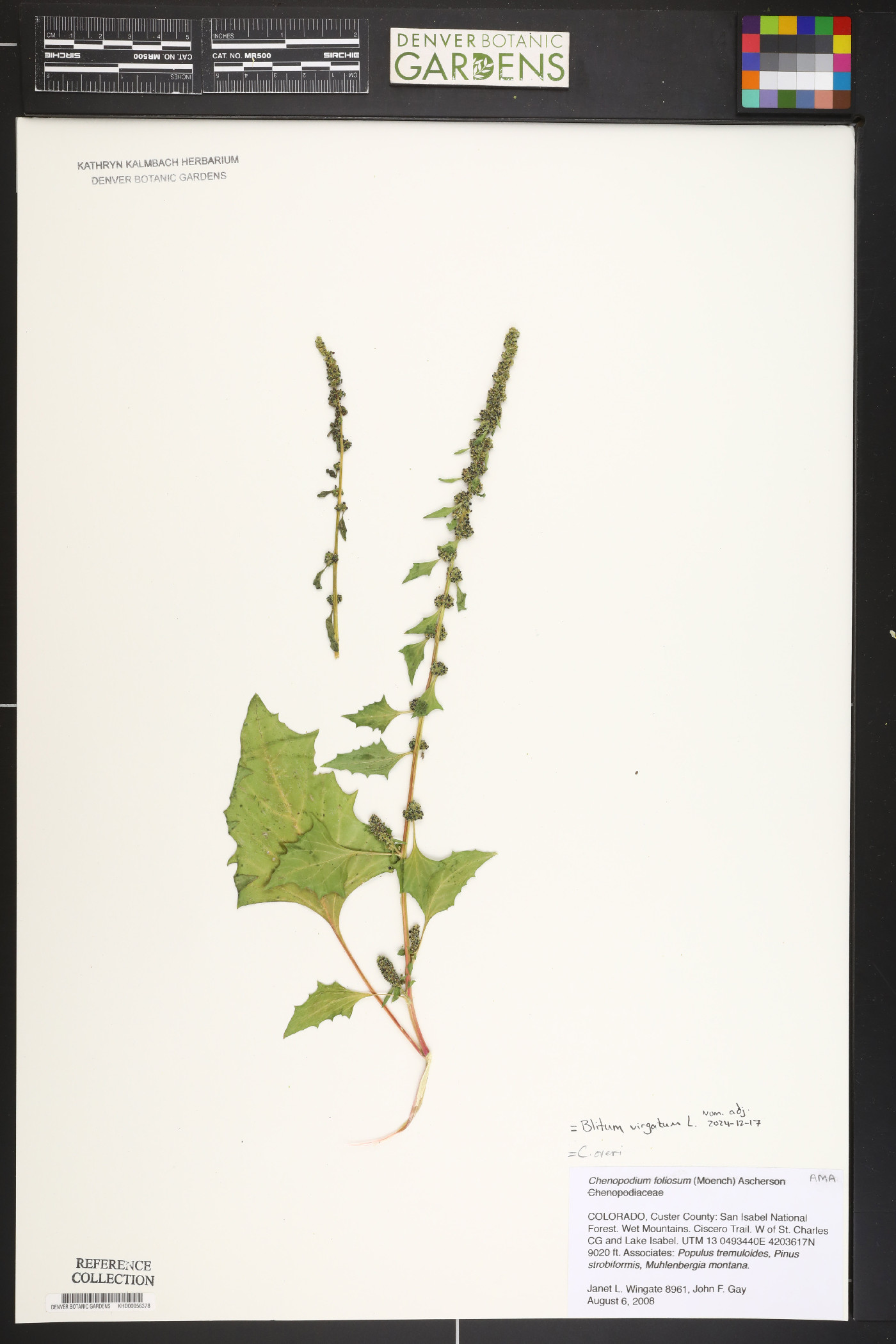 Chenopodium virgatum image